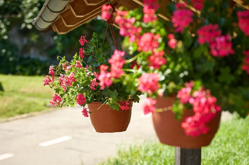 Géranium d'une des fontaines de la commune